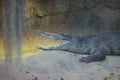 Closeup shot of a crocodile (Crocodylidae)