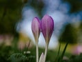 Closeup shot of Crocus flowers buds with raindrops on them Royalty Free Stock Photo