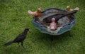 Closeup shot of a crow and garden pond on green grass