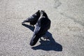 Closeup shot of crow on Pavement Royalty Free Stock Photo