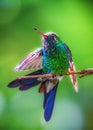 Closeup shot of a Cuban hummingbird perched on a thick tree branch.