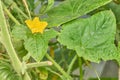 Closeup shot of cucumber plant with yellow flower and green leaves Royalty Free Stock Photo