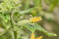 Closeup shot of cucumber plant with yellow flower and green leaves Royalty Free Stock Photo