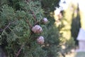 Closeup shot of Cupressus sempervirens on a blurred background