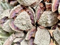 Closeup shot of Cupressus sempervirens fresh cones