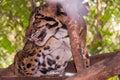 Closeup shot of a curious African leopard on a blurred background