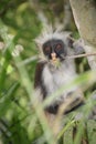 Closeup shot of a curious shaggy ape on a tree in Zanzibar, Tanzania