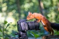 Closeup shot of a curious squirrel climbing on a camera on a tripod Royalty Free Stock Photo