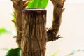 Closeup shot of a cut exotic plant trunk with some growing branches