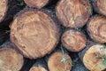 Closeup shot of cut and stacked tree logs ready for transport Royalty Free Stock Photo