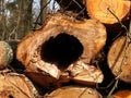 Closeup shot of cut wood logs bunch in a forest near Brieselang, Brandenburg Royalty Free Stock Photo