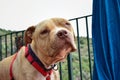 Closeup shot of a cute American pit bull terrier face Royalty Free Stock Photo