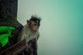 Closeup shot of a cute baboon sitting beside a big wooden branch with a couple of fresh leaves Royalty Free Stock Photo