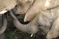 Closeup shot of a cute baby elephant getting genuine motherly love in South Africa Royalty Free Stock Photo