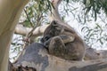 Closeup shot of a cute baby koala napping on a gum tree Royalty Free Stock Photo