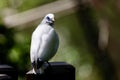 Closeup shot of a cute Bali myna bird perched on a pole on an isolated background Royalty Free Stock Photo