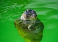 Baltic ringed seal in the water Royalty Free Stock Photo