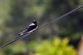 Closeup shot of a cute barn swallow on a wire