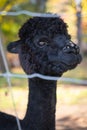 Closeup Shot Of A Cute Black Alpaca &#x28;Vicugna Pacos&#x29; At A Farm On The Sunny Blurred Background
