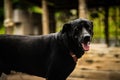 Closeup shot of a cute black companion dog with a blurred background