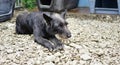 Closeup shot of a cute black croatian sheepdog Royalty Free Stock Photo