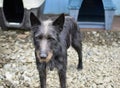 Closeup shot of a cute black croatian sheepdog Royalty Free Stock Photo