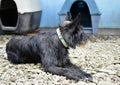 Closeup shot of a cute black croatian sheepdog Royalty Free Stock Photo