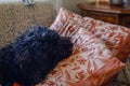 Closeup shot of a cute black fluffy puppy lying on the pillows on a couch