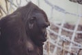 Closeup shot of a cute black gorilla looking down Royalty Free Stock Photo