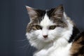 Closeup shot of a cute black and white cat with green eyes on a blurred background Royalty Free Stock Photo