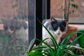 Closeup shot of a cute black and white cat sitting near the window with a blurred background Royalty Free Stock Photo