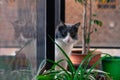 Closeup shot of a cute black and white cat sitting near the window with a blurred background Royalty Free Stock Photo