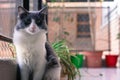 Closeup shot of a cute black and white cat sitting near the window with a blurred background Royalty Free Stock Photo