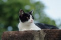 Closeup shot of a cute black and white tuxedo cat lying on a stone. Perfect for a cute wallpaper Royalty Free Stock Photo