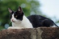 Closeup shot of a cute black and white tuxedo cat lying on a stone. Perfect for a cute wallpaper Royalty Free Stock Photo