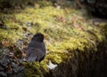 Closeup shot of a cute blackbird on the edge of the stairs overgrown with grass