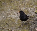 Closeup shot of a cute blackbird on the ground