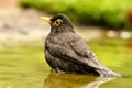 Closeup shot of a cute blackbird in a lake with a blurred background