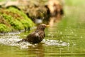 Closeup shot of a cute blackbird in a lake with a blurred background