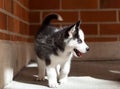 Closeup shot of a cute blue-eyed husky dog near the wall Royalty Free Stock Photo