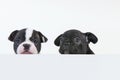 Closeup shot of cute Boston Terrier puppies Royalty Free Stock Photo