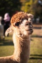 Closeup Shot Of A Cute Brown Alpaca &#x28;Vicugna Pacos&#x29; At A Farm On The Sunny Blurred Background
