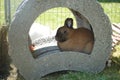 Closeup shot of a cute brown bunny in a comfortably decorated rabbit hutch