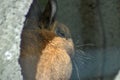 Closeup shot of a cute brown bunny in a comfortably decorated rabbit hutch