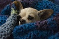 Closeup shot of a cute brown chihuahua wrapped with a blue cozy blanket Royalty Free Stock Photo