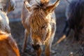 Closeup shot of a cute brown donkey looking down Royalty Free Stock Photo