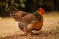 Closeup shot of a cute brown hen Royalty Free Stock Photo