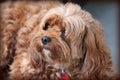 Closeup shot of a cute brown long-coated puppy ready to cuddle and have fun Royalty Free Stock Photo