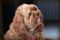 Closeup shot of a cute brown long-coated puppy ready to cuddle and have fun Royalty Free Stock Photo