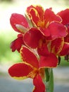 Closeup shot of a cute canna lily under the sunlight